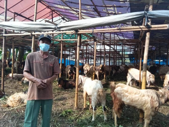 Penjualan Hewan Kurban Di Bandarlampung Tahun Ini Menurun 40 %